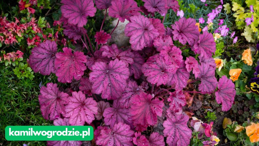 Heuchera spp - żurawka ogrodowa