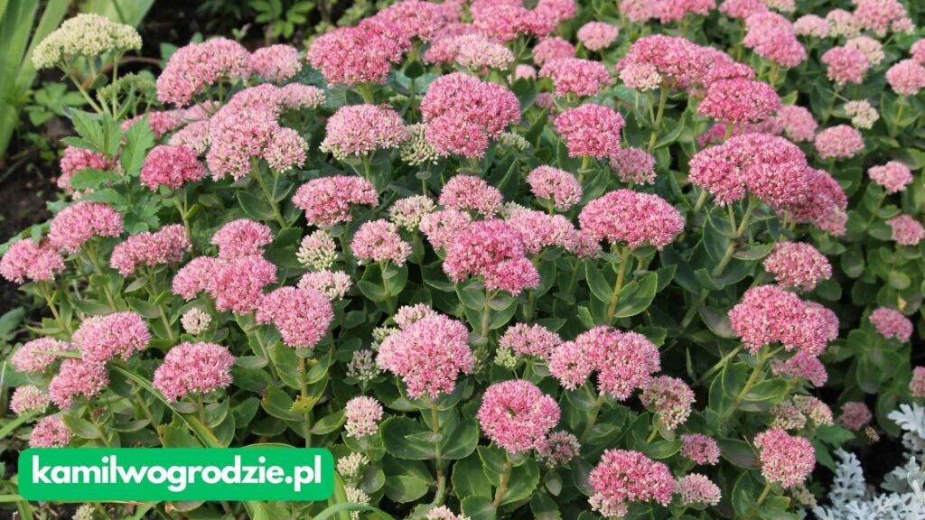 Hylotelephium spectabile - Rozchodnik Okazały