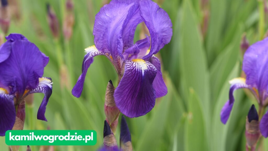 Iris germanica - Irys bródkowy