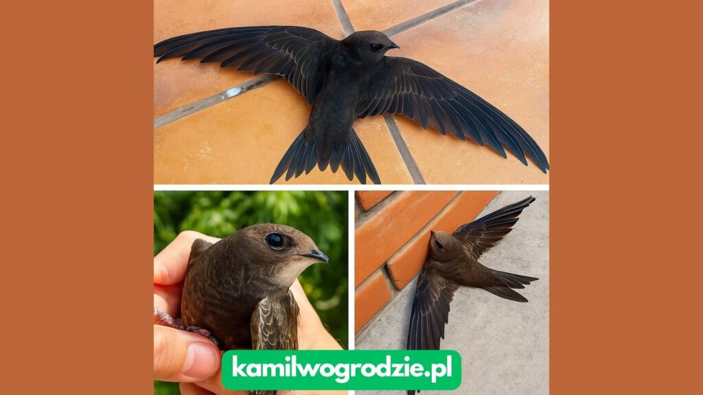 Jeśli kiedykolwiek zobaczysz jerzyka siedzącego bezradnie na ziemi z szeroko rozpostartymi skrzydłami – nie zostawiaj go samego.