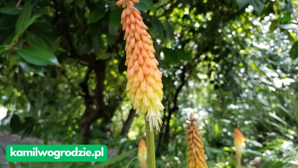 Kniphofia uvaria - trytoma groniasta