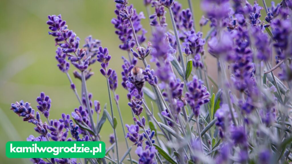 Lavandula angustifolia - Lawenda wąskolistna