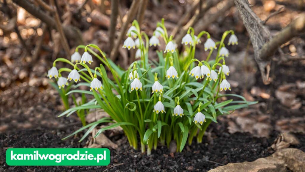 Leucojum vernum - Śnieżyczka Wiosenna 