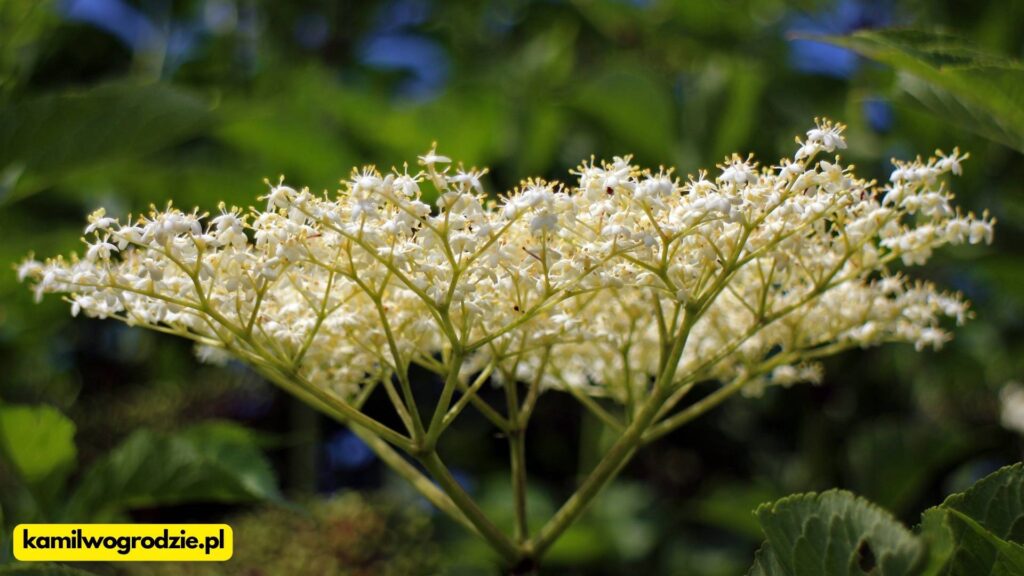 Czarny bez (Sambucus nigra) - w fazie kwitnienia. Idealny moment na zbiór i przygotowanie nalewki na jeden z trzech łatwych sposobów. / foto. Kamil w Ogrodzie