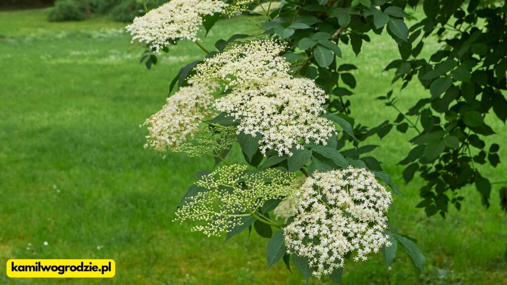 Czarny bez (Sambucus nigra) - to dośc popularna roślina. Nie każdy wie że kwitnące kwiaty można wykorzystać do przygotowania nalewki lub syropu. / foto. Kamil w Ogrodzie