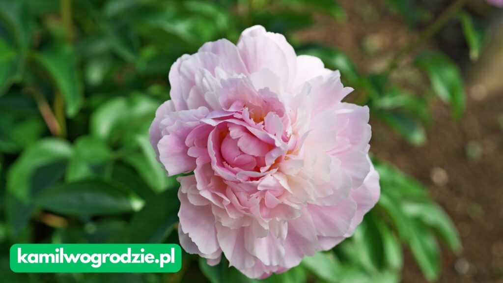 Paeonia lactiflora - Piwonia Chińska