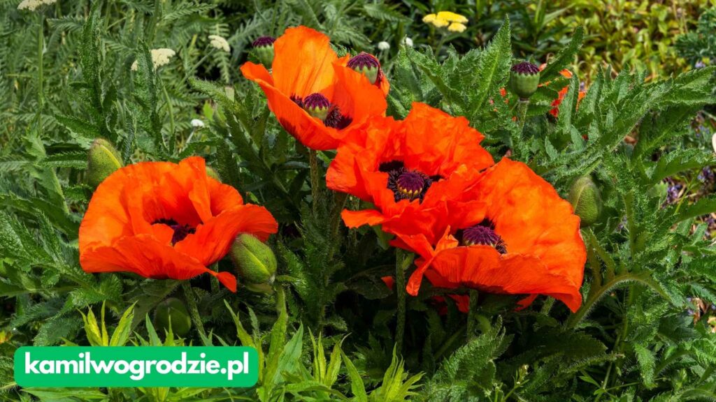 Papaver orientale - mak wschodni