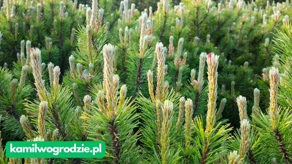 Pinus mugo - Kosodrzewina