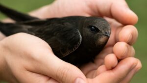 Pomóż jerzykowi gdy go zobaczysz na ziemi