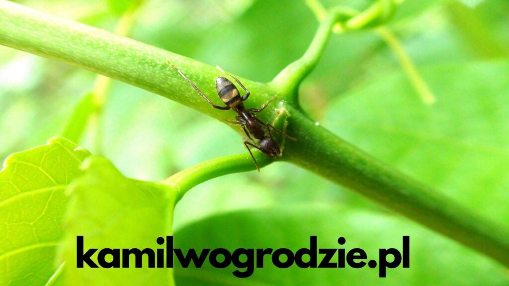 Problem z mrówkami w kontekście uprawy pomidorów