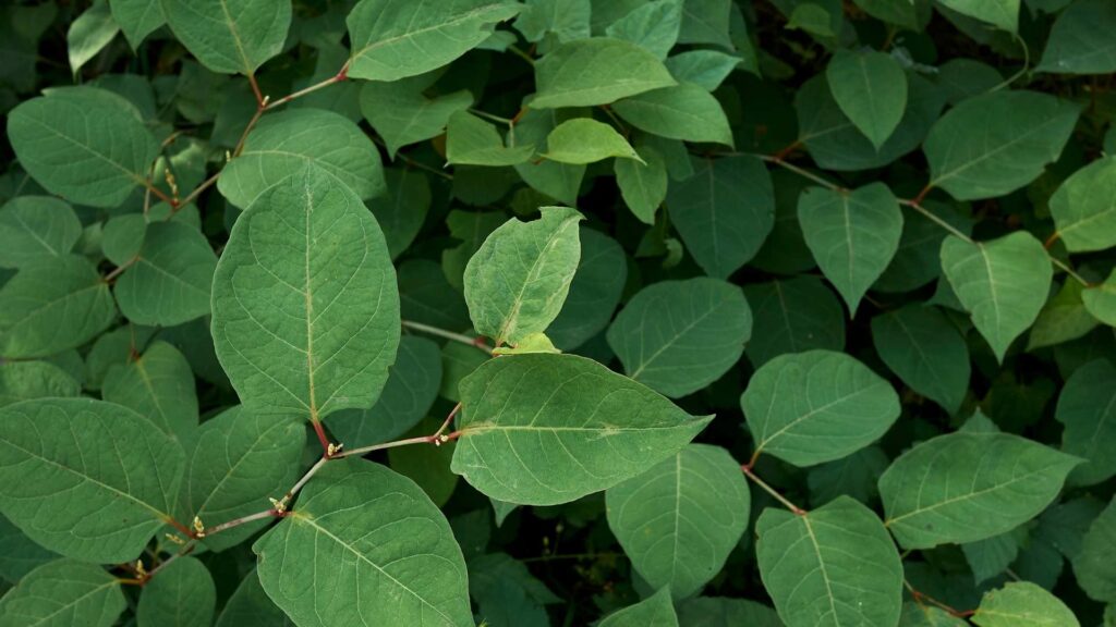 Rdestowiec ostrokończysty (Reynoutria japonica) | foto. Canva Pro