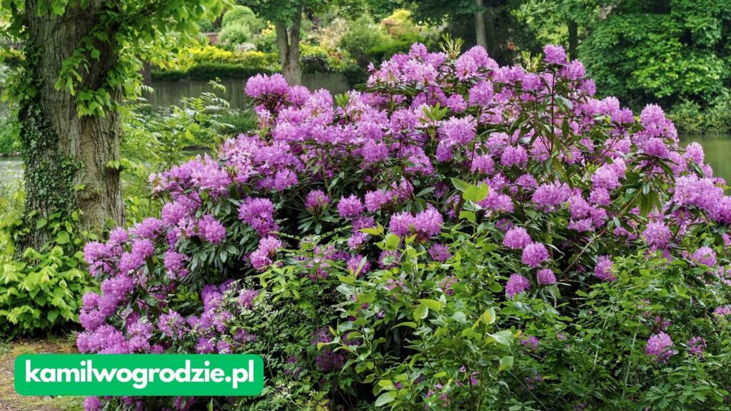 Rhododendron spp - Rododendron