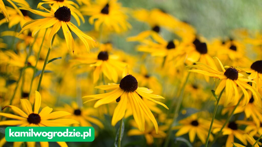 Rudbeckia fulgida - Rydbekia błyskotliwa
