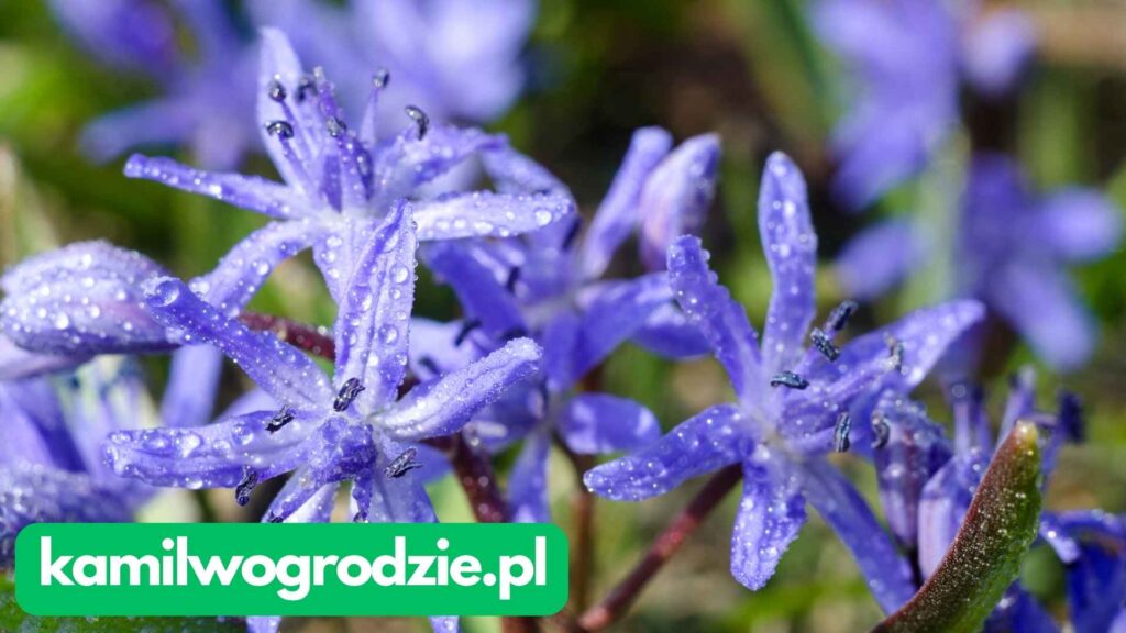 Scilla siberica - Cebulica Syberyjska