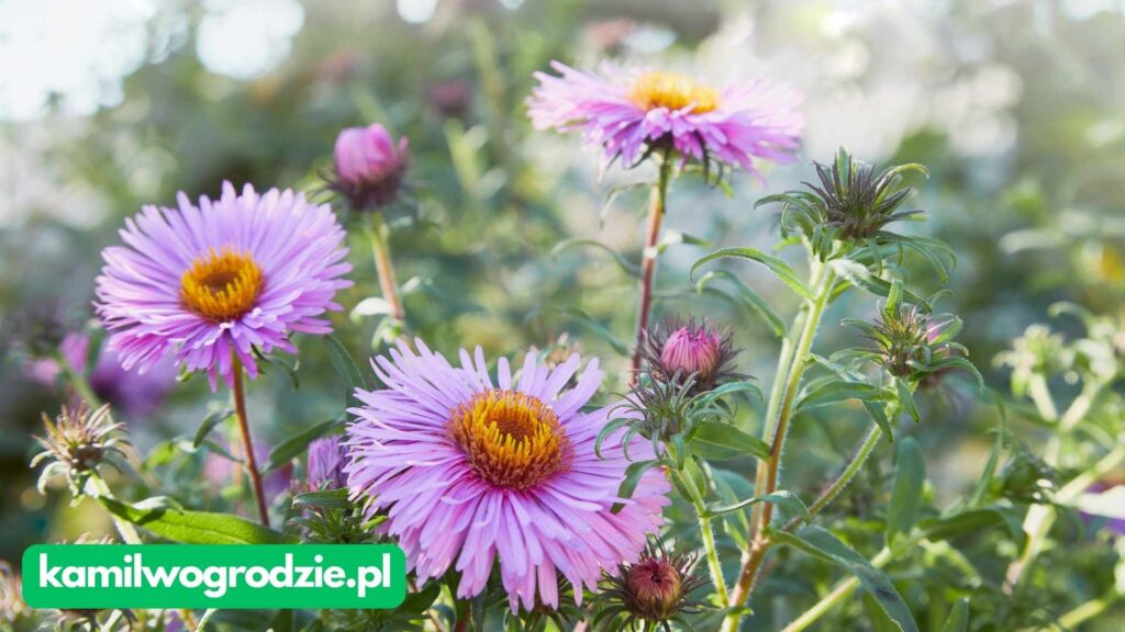 Symphyotrichum novae-angliae - Aster Nowoangielski