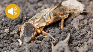 Turkuć Podjadek wydaje charakterystyczne dźwięki rodem z horroru