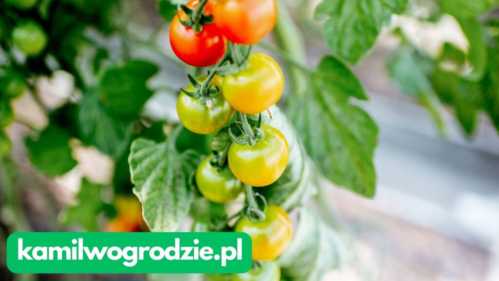 Uprawa pomidorów w szklarni a problem z mrówkami