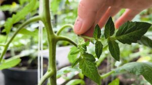 Usuwanie wilków bocznych pędów pomidora Dokładna instrukcja