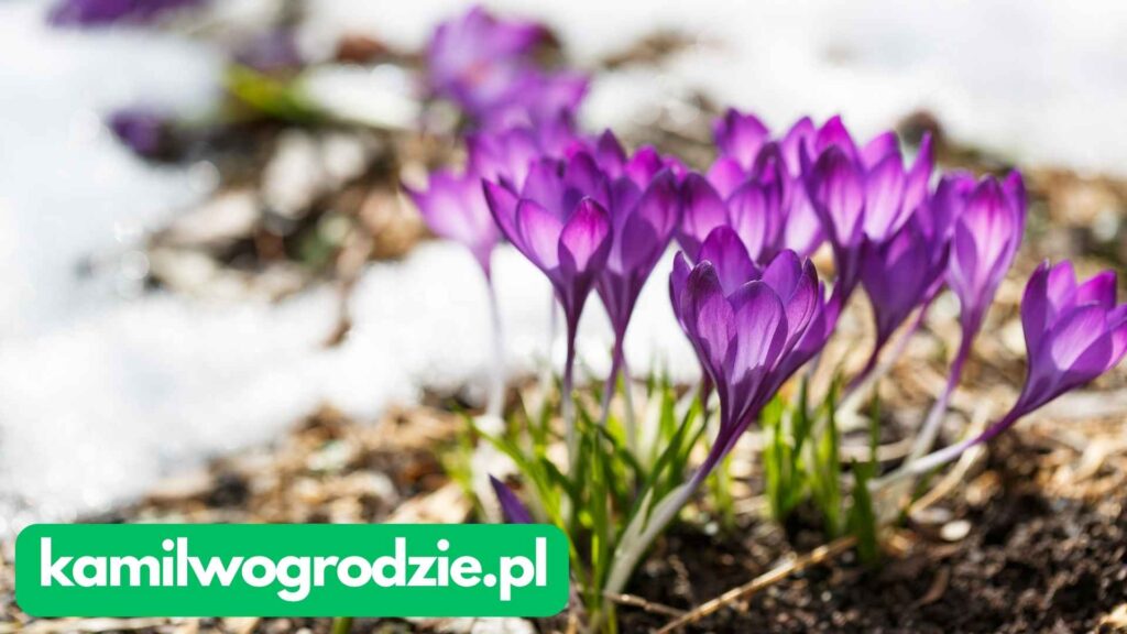 Crocus vernus - Krokus wiosenny | foto. Kamil w Ogrodzie