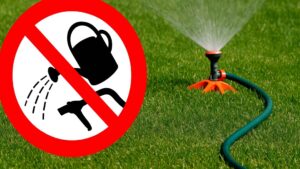 Wprowadzają zakaz podlewania trawników! | foto. Kamil w Ogrodzie