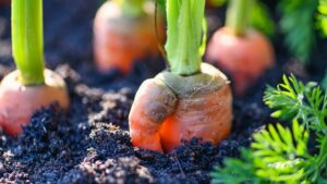 dlaczego marchew pęka