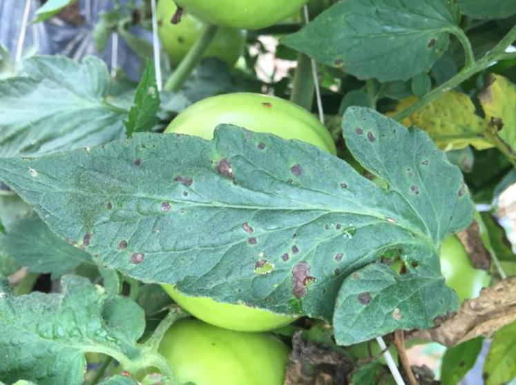 Alternaria (najczęściej Alternaria solani)