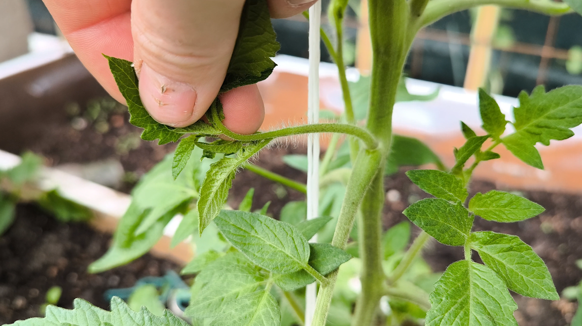 Boczny pęd pomidora (wilk) | foto. kamilwogrodzie.pl