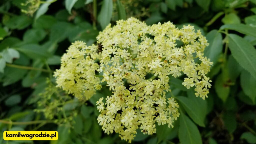 Czarny bez (Sambucus nigra) - 3 proste przepisy na nalewkę z kwiatów czarnego bzu. Jak i kiedy zbierać czarny bez? / foto. Kamil w Ogrodzie