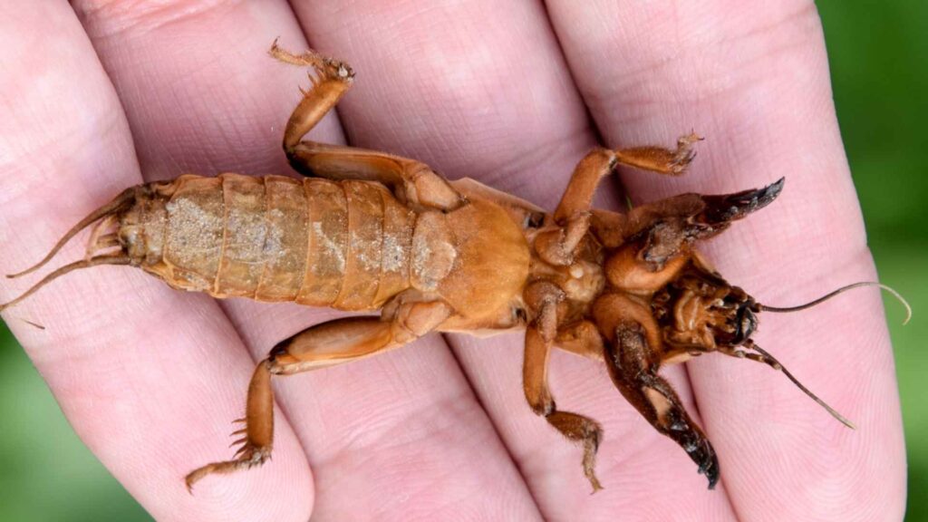 Turkuć podjadek (Gryllotalpa gryllotalpa)