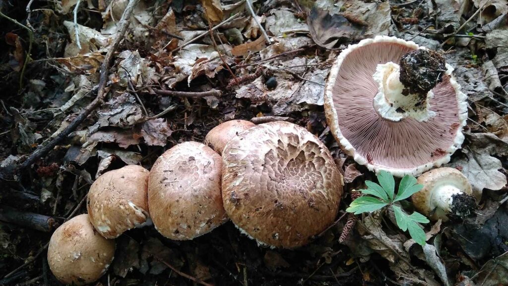 Agaricus silvaticus - Pieczarka lśniąca | foto. Canva Pro