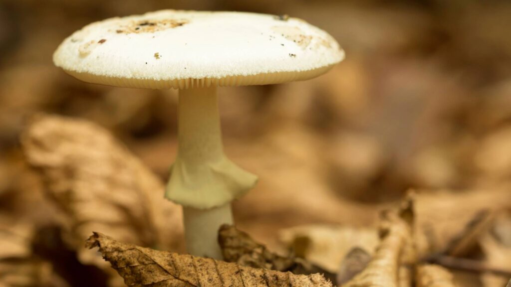 Amanita phalloides Muchomor Zielonawy Sromotnikowy | fot. Canva Pro