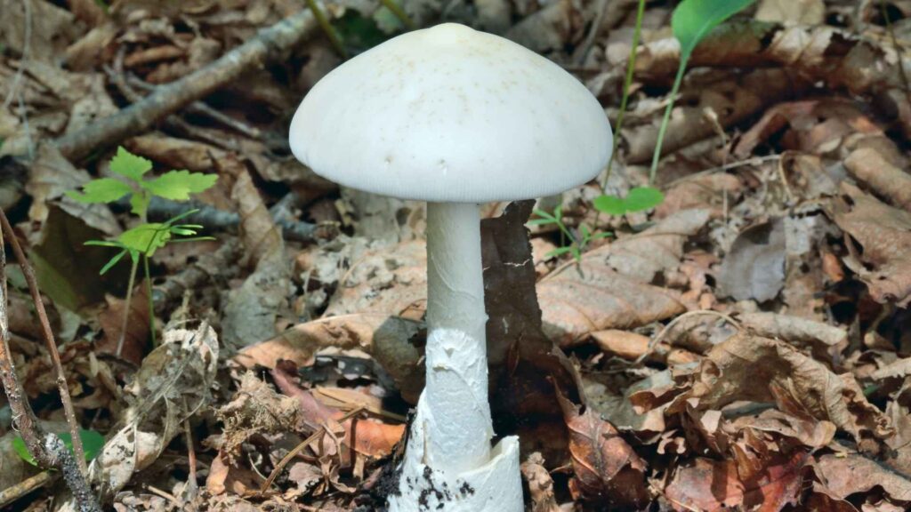 Amanita virosa - Muchomor Jadowity | fot. Canva Pro