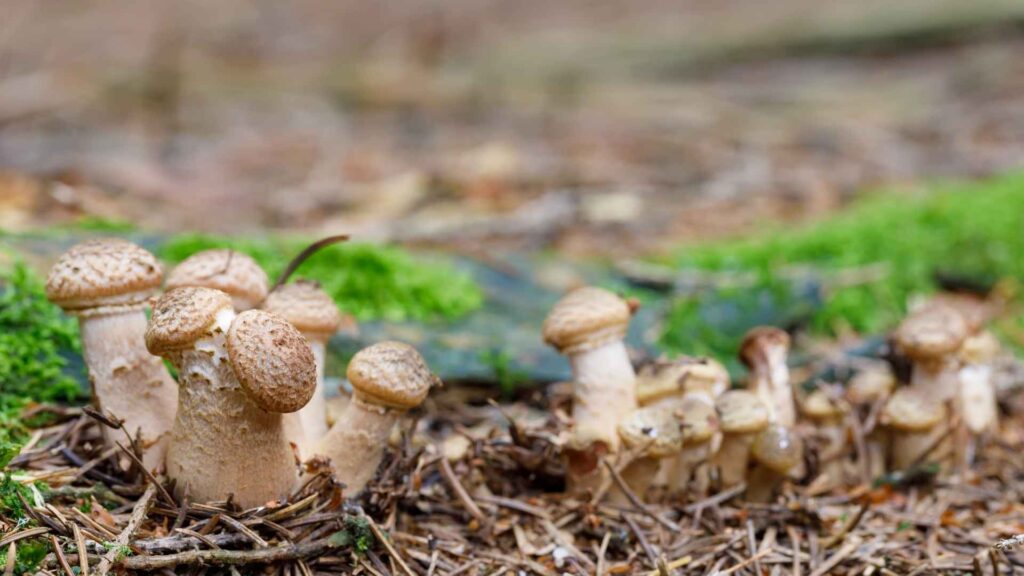 Opieńka ciemna (Armillaria ostoyae) | fot. Canva Pro