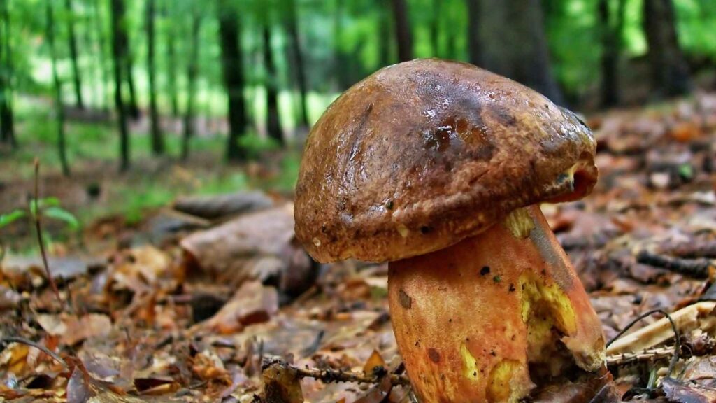 Borowik ceglastopory (Boletus luridiformis) | fot. Canva Pro