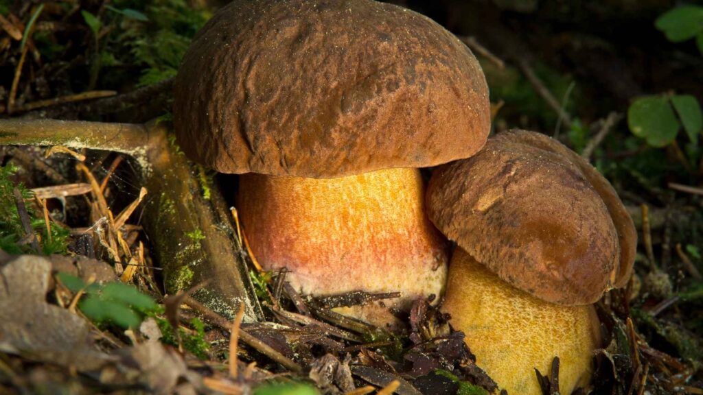 Borowik ceglastopory (Boletus luridiformis) – opis i występowanie | fot. Canva Pro