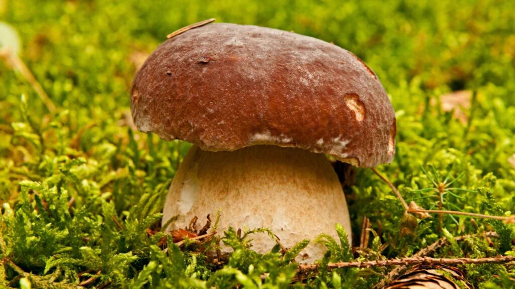 Borowik szlachetny (Boletus edulis) | fot. Canva Pro