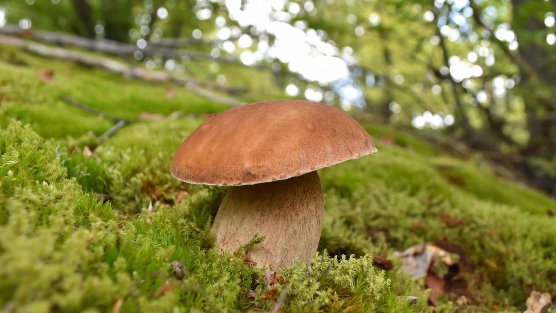 Borowik szlachetny (Boletus edulis) – opis i występowanie | fot. Canva Pro