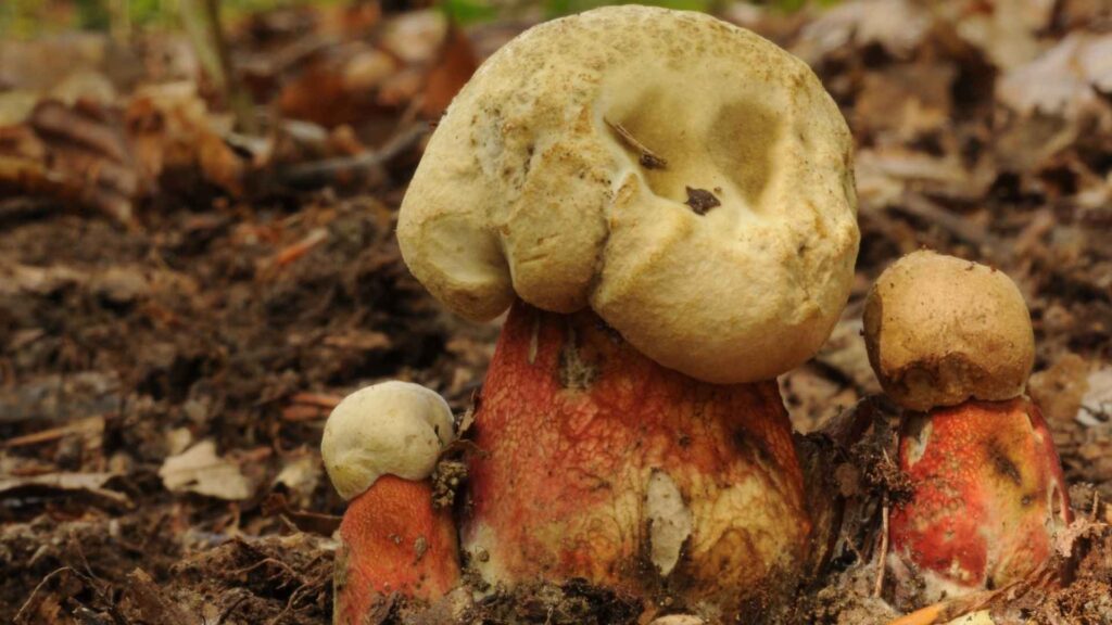 Borowik żółtopory (Boletus calopus) | fot. Canva Pro