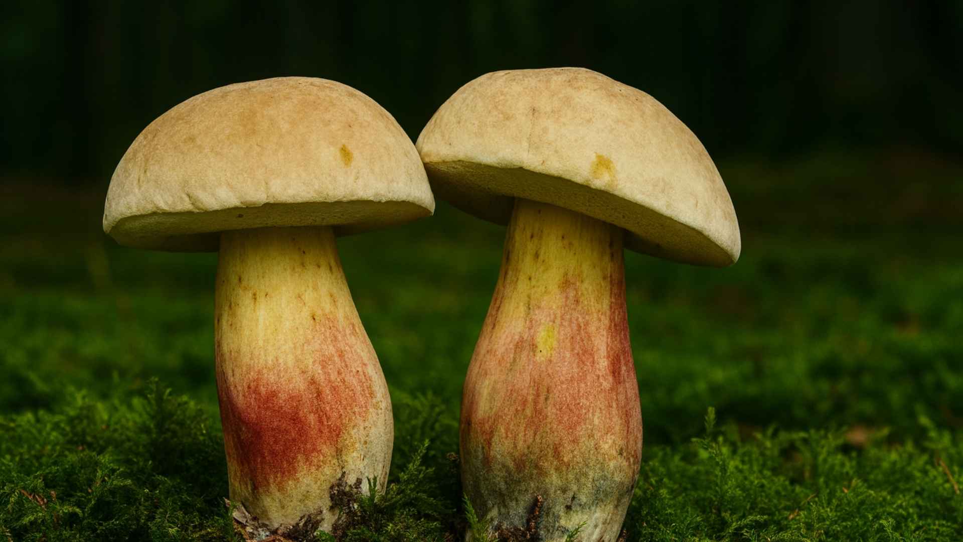 Borowik żółtopory (Boletus calopus) – opis i występowanie