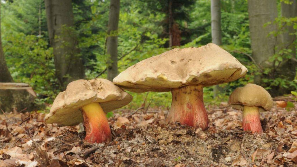 Borowik żółtopory (Boletus calopus) – opis i występowanie | foto. Canva Pro