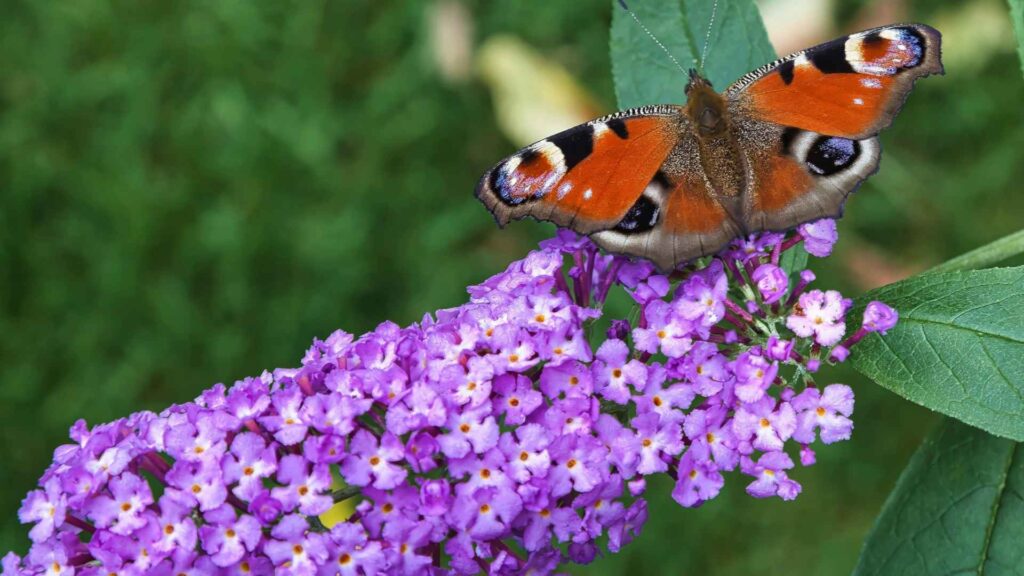 Budleja Dawida (Buddleja davidii) – motyli krzew bez konkurencji | fot. Canva Pro