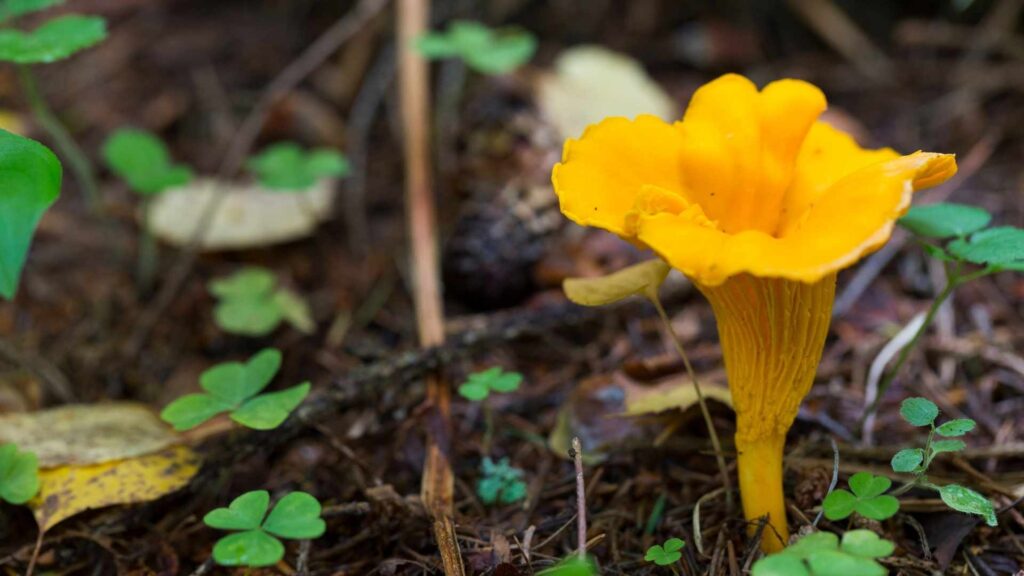 Pieprznik jadalny - Cantharellus cibarius Fr. (kurka) | fot. Canva Pro