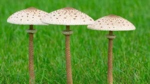 Czubajka kania (Macrolepiota procera) – opis i występowanie