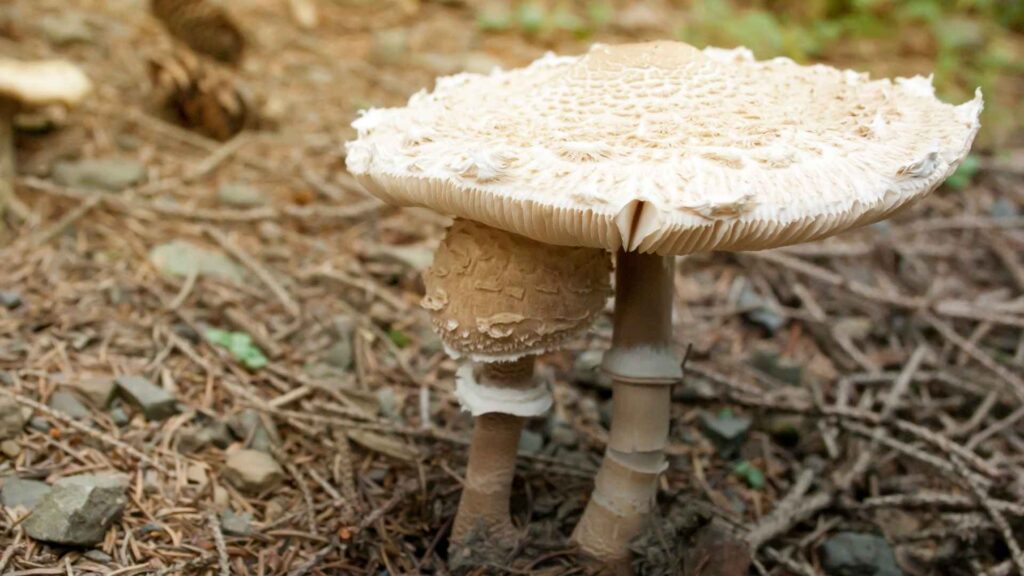 Czubajka kania (Macrolepiota procera) – opis i występowanie | fot. Cnava Pro