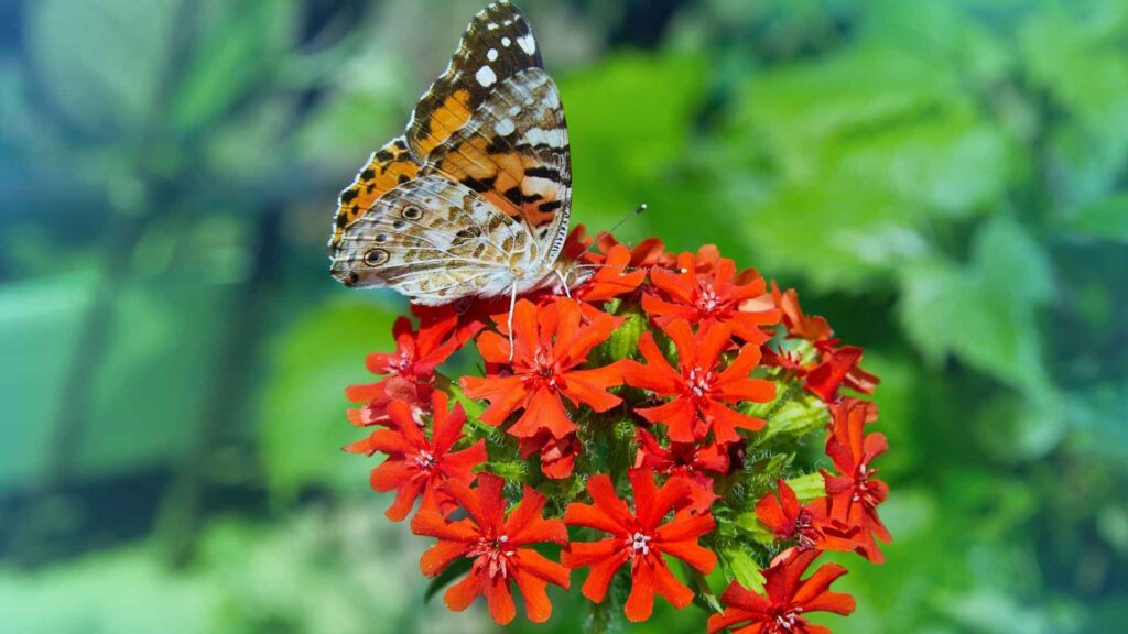 Firletka chalcedońska (Lychnis chalcedonica) – ognista dekoracja | fot. Canva Pro