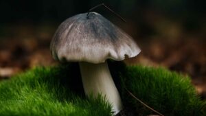 Gąska niekształtna (Tricholoma portentosum) – gąska siwa, siwka, siwuszka. Opis i występowanie