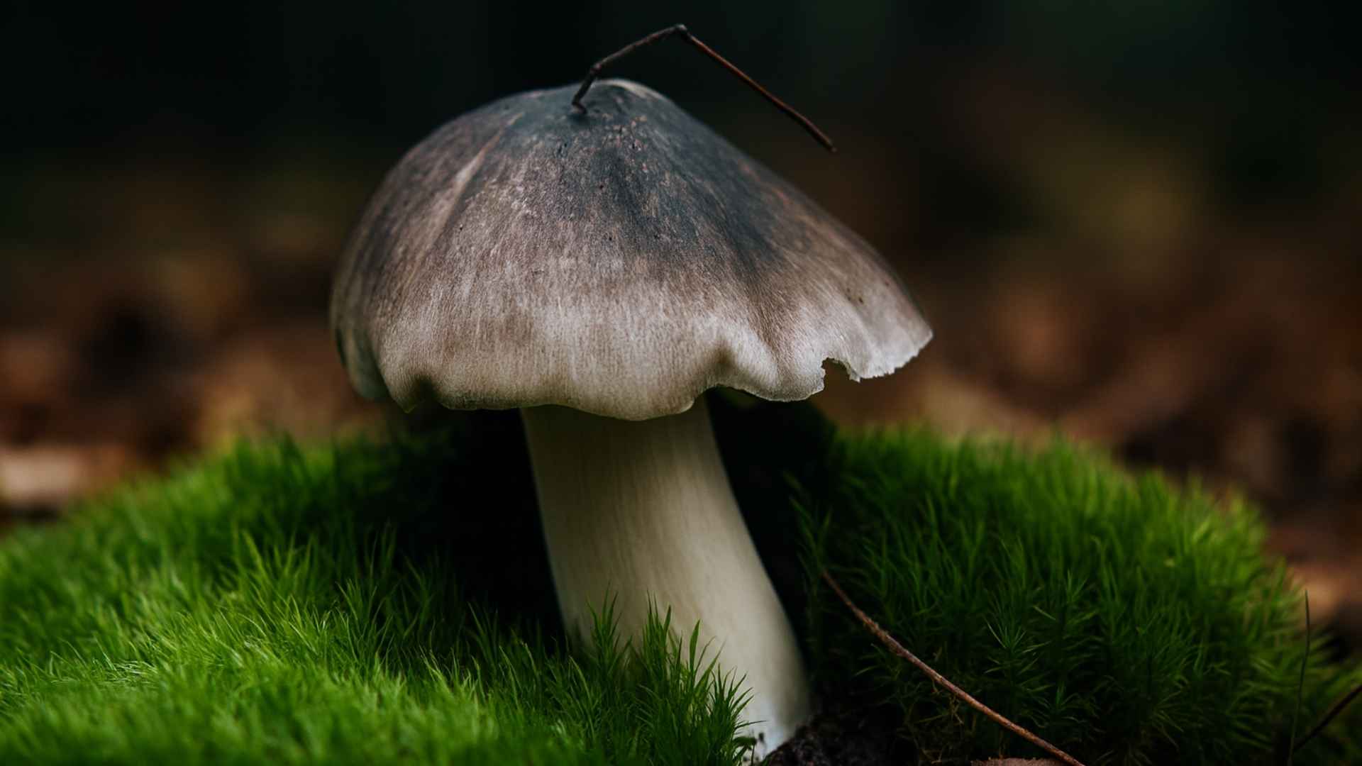 Gąska niekształtna (Tricholoma portentosum) – gąska siwa, siwka, siwuszka. Opis i występowanie