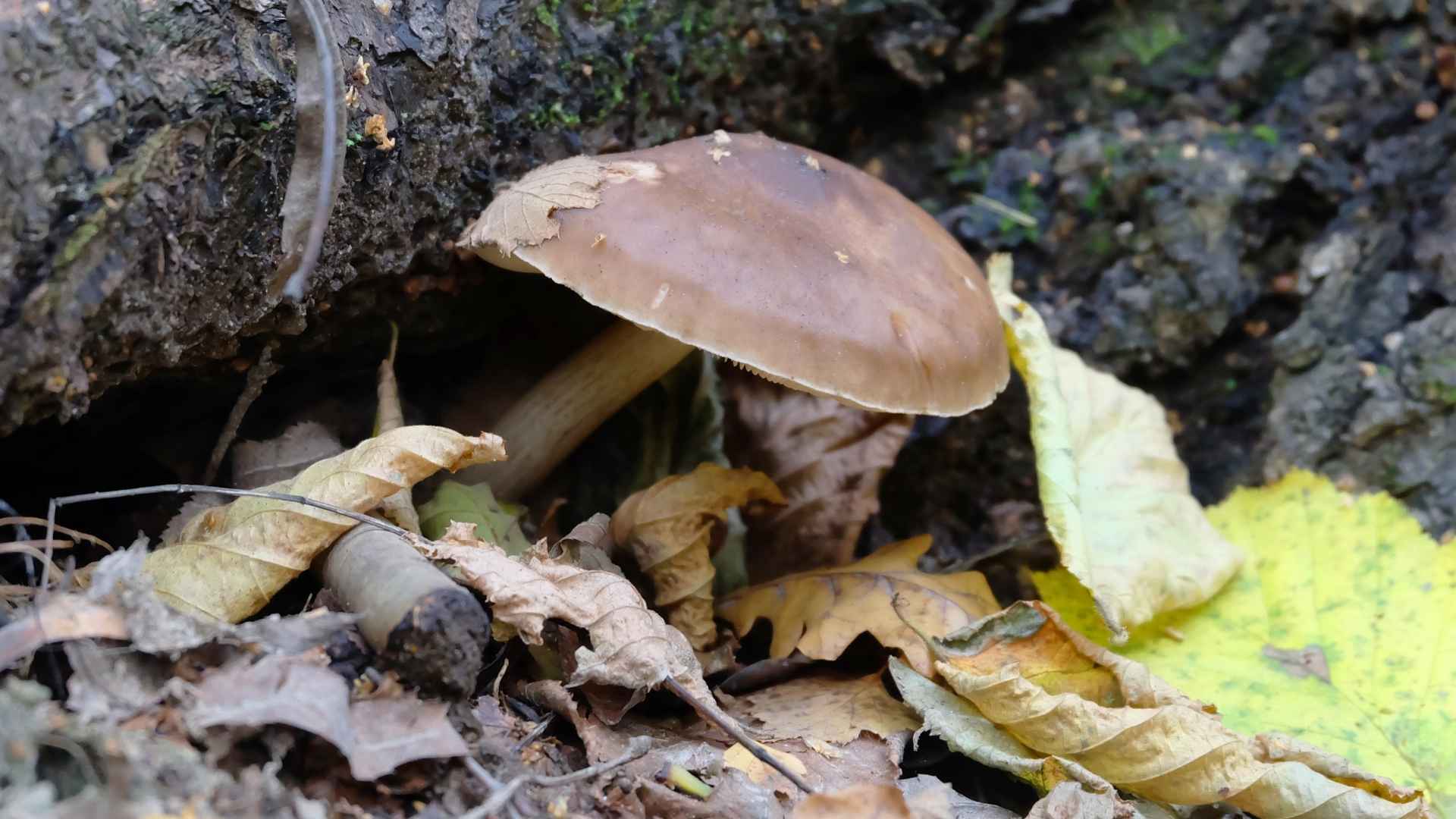 Gąska niekształtna (Tricholoma portentosum) – gąska siwa, siwka, siwuszka. Opis i występowanie | fot. Canva Pro