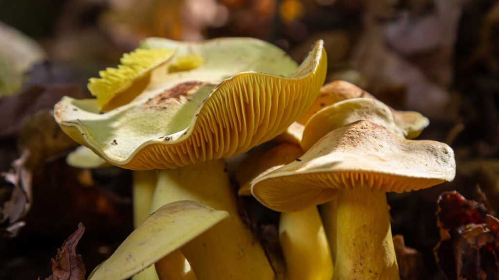 Gąska siarkowa (Tricholoma sulphureum) – Opis i występowanie | fot. Canva Pro