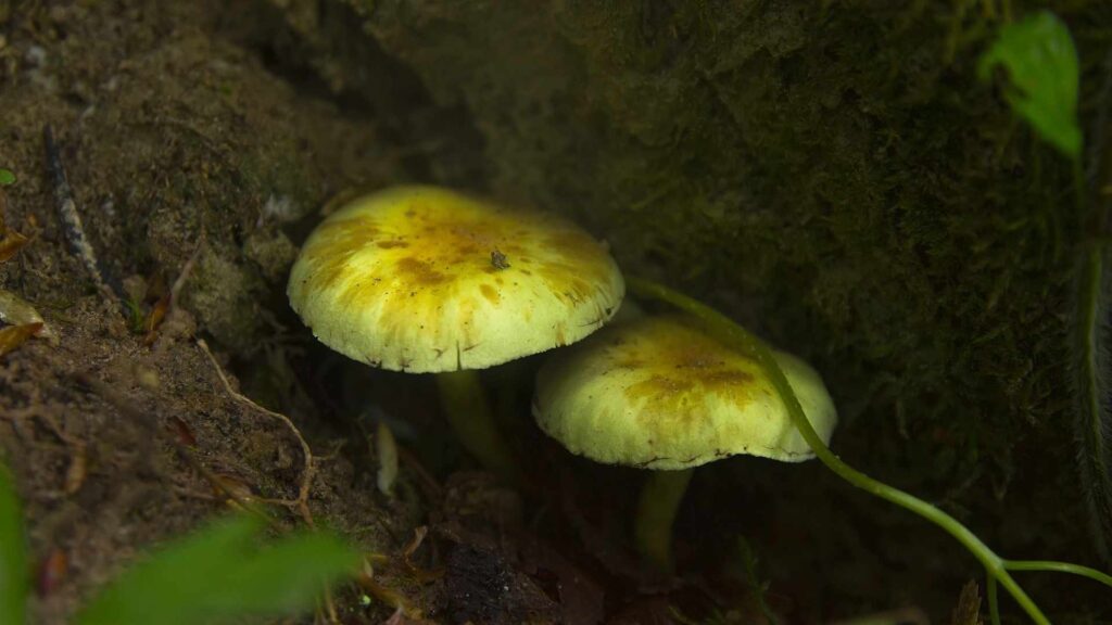 Gąska siarkowa (Tricholoma sulphureum) – Opis i występowanie | fot. Canva Pro